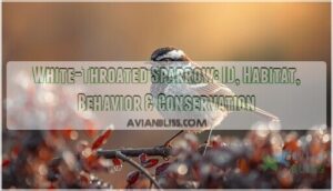 white throated sparrow white throated sparrow