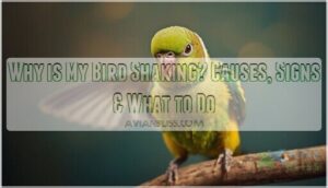 why is my bird shaking why is my bird shaking