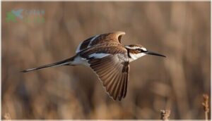 wing, tail, and bill structure wing, tail, and bill structure