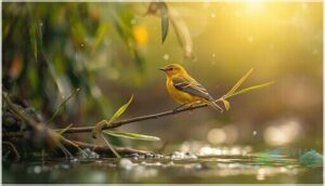 yellow warbler yellow warbler