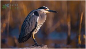 adult plumage and coloration adult plumage and coloration