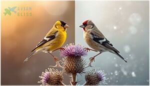 american goldfinch american goldfinch