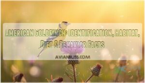 american goldfinch american goldfinch