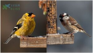 american goldfinch vs pine siskin american goldfinch vs pine siskin