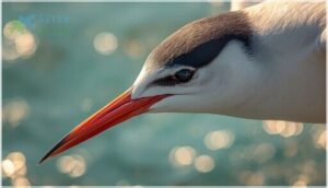 bill shape and color bill shape and color