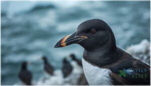 bill shape, color, and distinguishing features bill shape, color, and distinguishing features