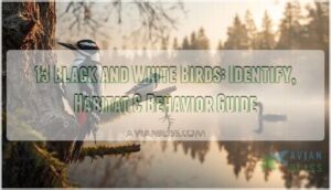 black and white birds black and white birds