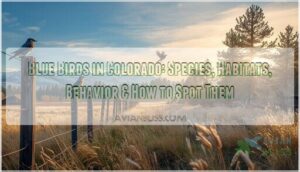 blue birds in colorado blue birds in colorado