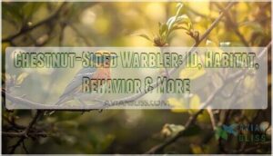 chestnut sided warbler chestnut sided warbler