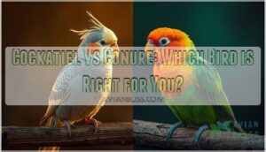 cockatiel vs conure cockatiel vs conure