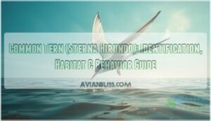 common tern common tern