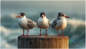 comparison with similar tern species comparison with similar tern species