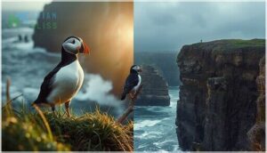 conservation status of black and white winged birds conservation status of black and white winged birds