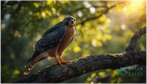cooper’s hawk cooper’s hawk