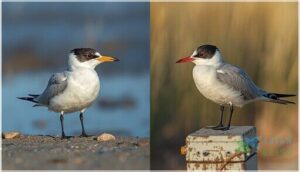 differences from similar species differences from similar species