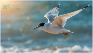 distinctive field marks distinctive field marks