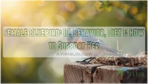 female bluebird female bluebird