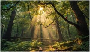 forests and woodlands forests and woodlands