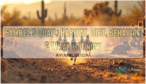 gambels quail gambels quail