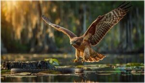 hawk diet and hunting behavior hawk diet and hunting behavior