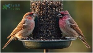 house finch vs. purple finch house finch vs. purple finch