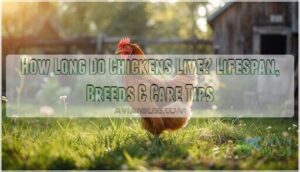 how long do chickens live how long do chickens live
