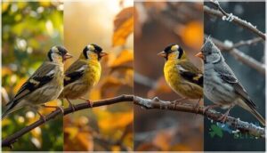 how plumage colors evolve through the year how plumage colors evolve through the year