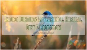indigo bunting indigo bunting
