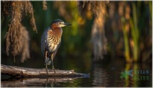 juvenile appearance juvenile appearance