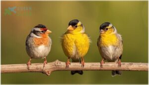 key differences from similar species key differences from similar species