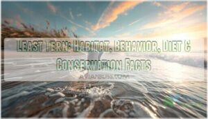 least tern least tern