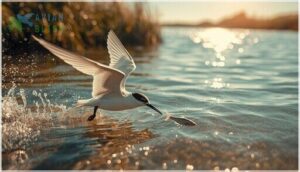 least tern diet and foraging habits least tern diet and foraging habits