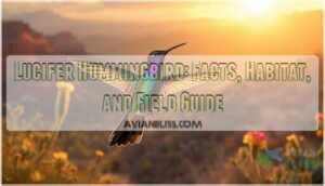lucifer hummingbird lucifer hummingbird