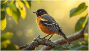 male plumage and markings male plumage and markings