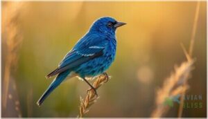 male plumage characteristics male plumage characteristics