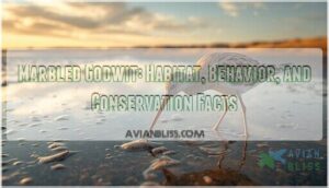 marbled godwit marbled godwit