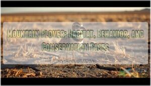 mountain plover mountain plover