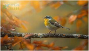 non-breeding and juvenile plumage non-breeding and juvenile plumage