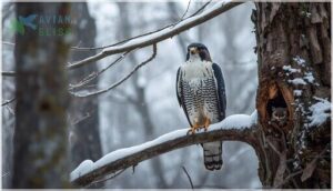 northern goshawk northern goshawk
