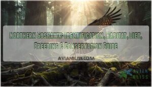 northern goshawk northern goshawk