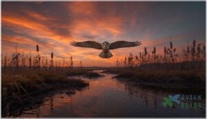 northern harrier northern harrier