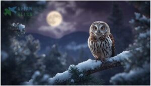 northern saw-whet owl northern saw-whet owl