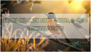 orange and black birds orange and black birds