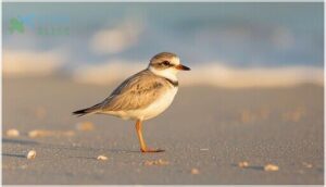 physical characteristics and plumage physical characteristics and plumage