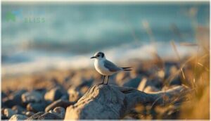 physical characteristics and size physical characteristics and size