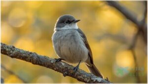 plumage coloration and markings plumage coloration and markings