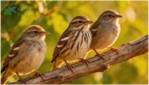 plumage patterns, streaking, and wing bars plumage patterns, streaking, and wing bars
