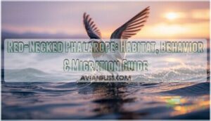 red necked phalarope red necked phalarope