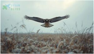 rough-legged hawk rough-legged hawk