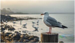 short-distance and resident gull species short-distance and resident gull species